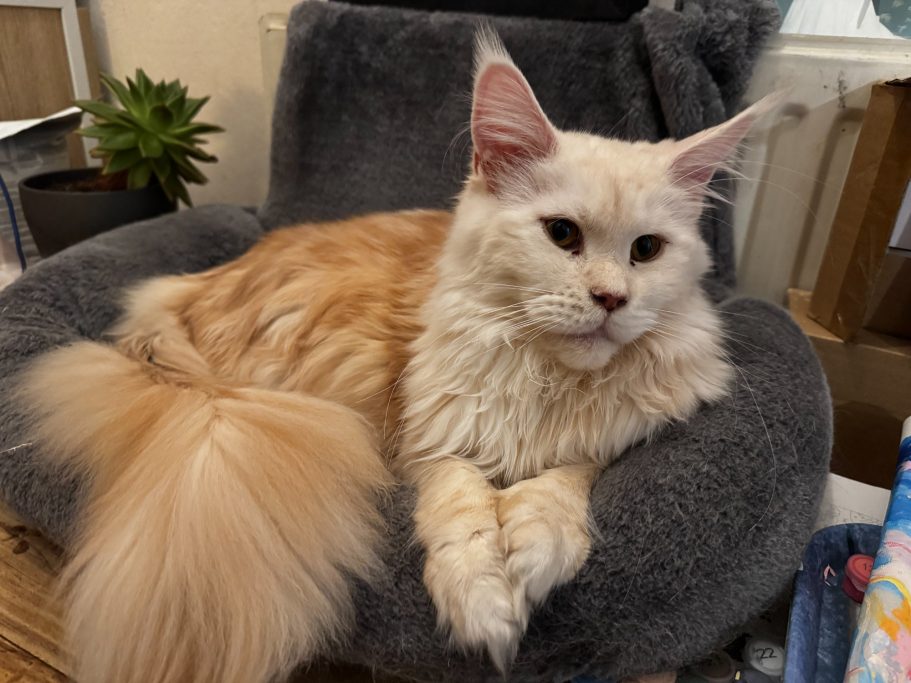 Calypso - Her latest litter born on 16th August 2025