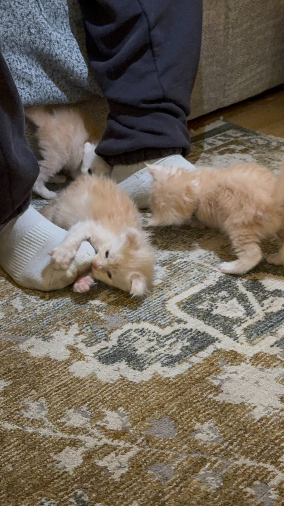 Kitten playtime