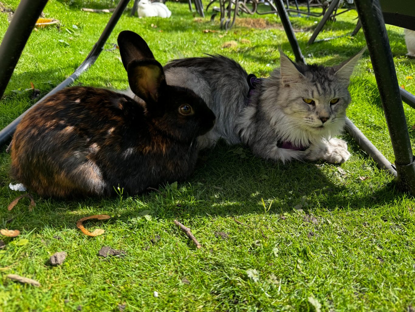 Artemis 6 months enjoying the garden with the rabbits