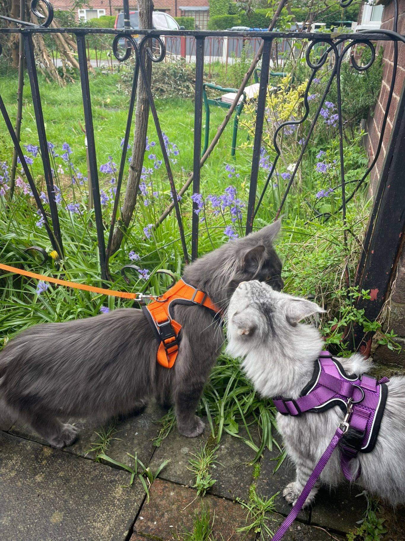 Hades and Artemis in harness