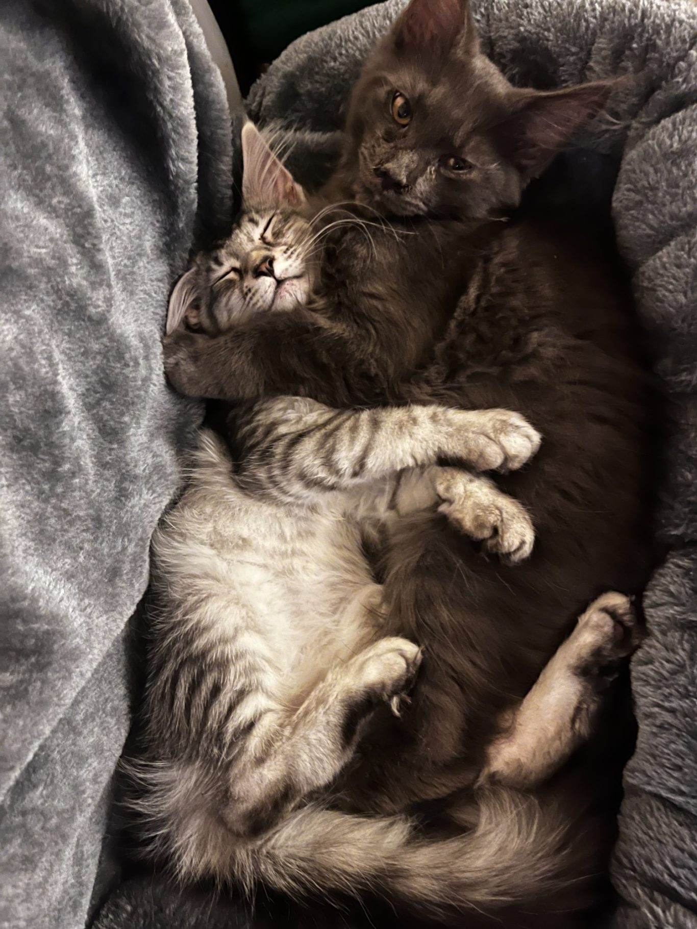 Artemis and Hades 4 months